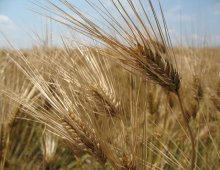 un campo di grano