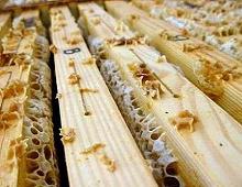 celle di api con parti di miele