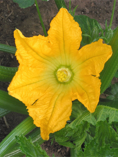 Un fiore di zucchina