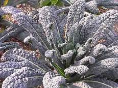 Cavolo Laciniato Nero Di Toscana