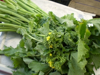 cime di rapa