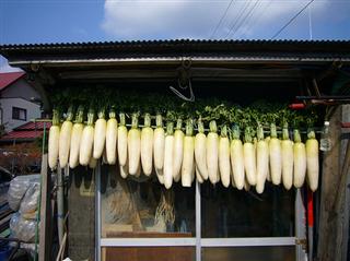 daikon