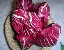 radicchio di Treviso