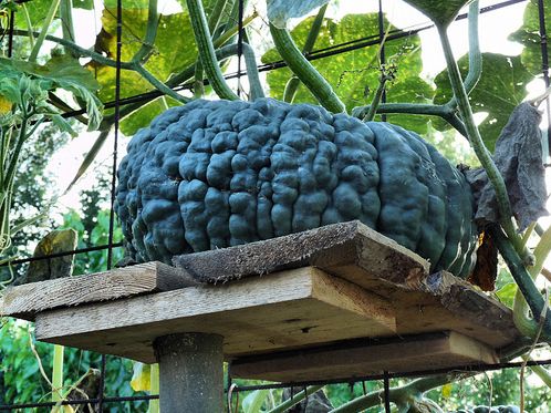 zucca marina di chioggia - utente flicrk Pupsy