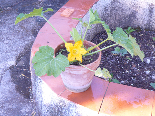 Una pianta di zucchina in un vaso