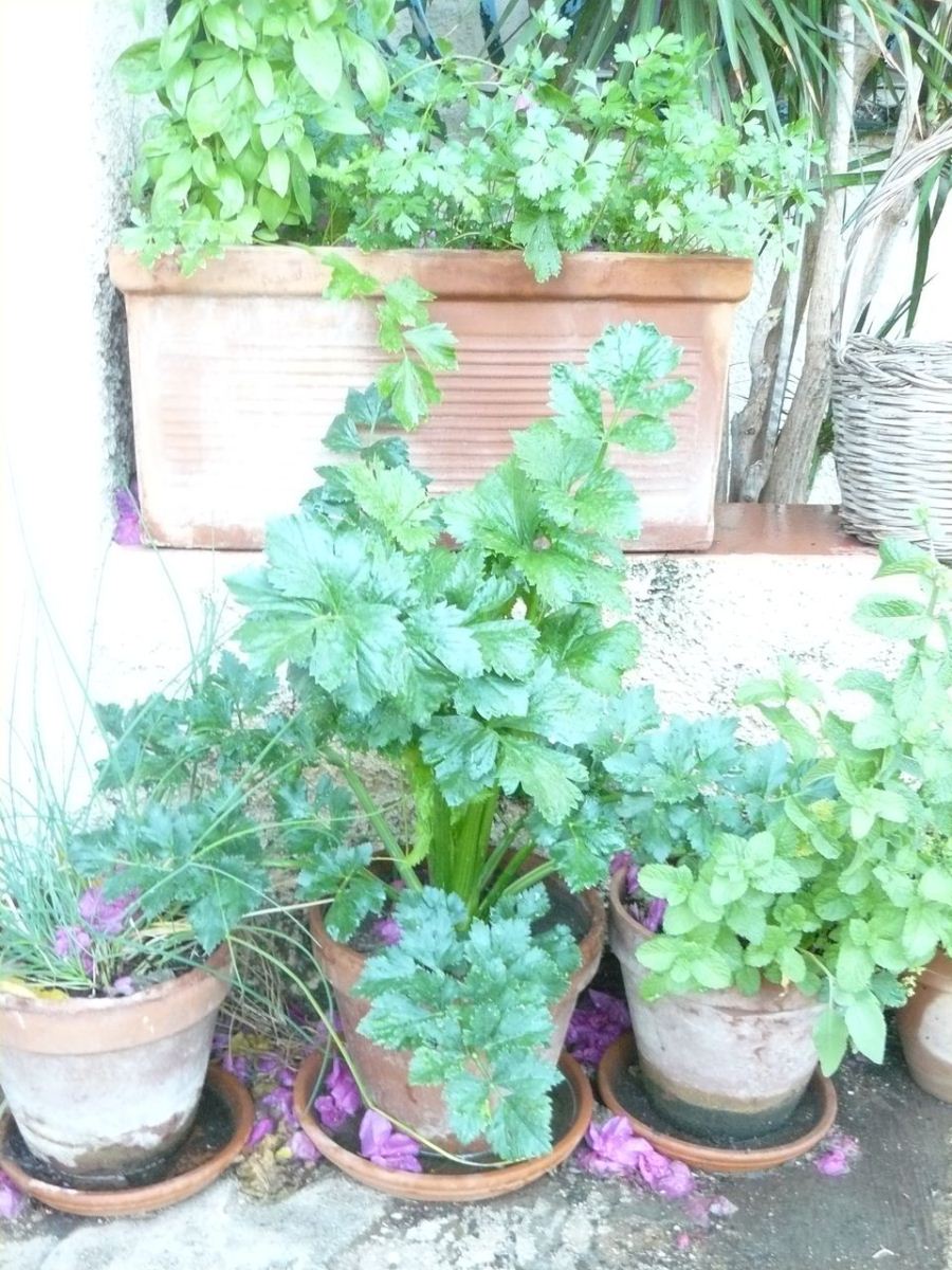 piante in vaso