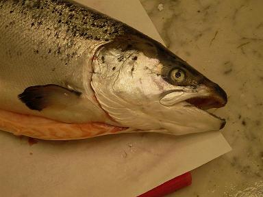 un salmone su un piano da cucina