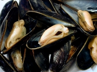 cozze