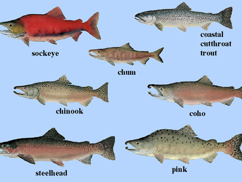 Le varietà di salmone