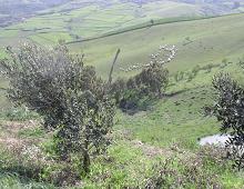 Veduta delle colline siciliane