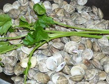 vongole di sabbia