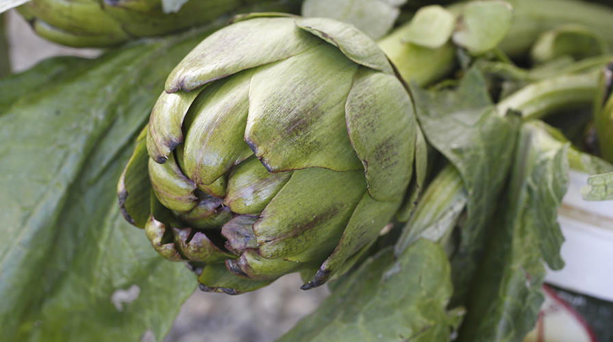 carciofi-in-salsa