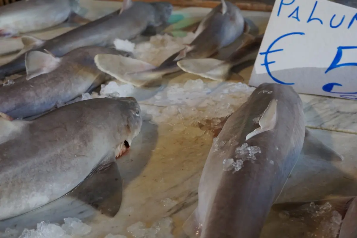 palombo sul banco del pesce