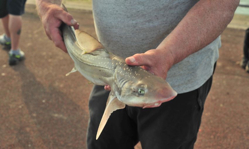 palombo appena pescato