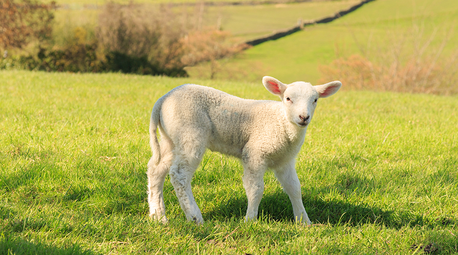 agnello-del-centro-itaia