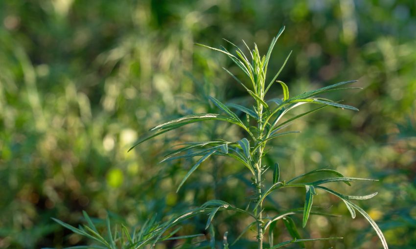 artemisia