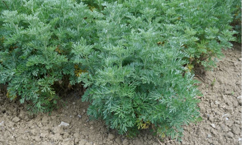 pianta di artemisia
