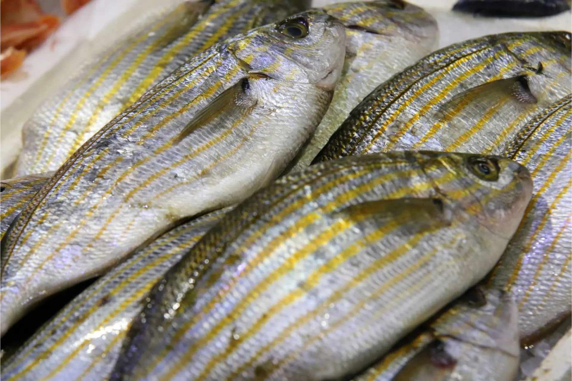 salpa pesce