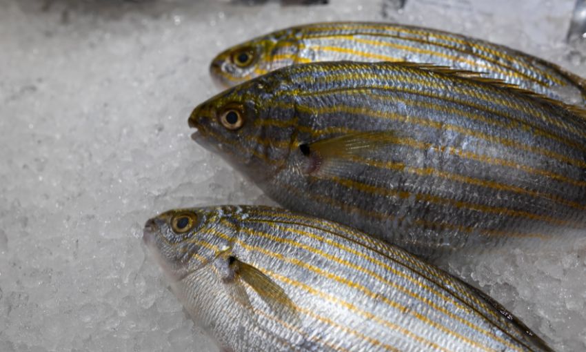 sarpa
