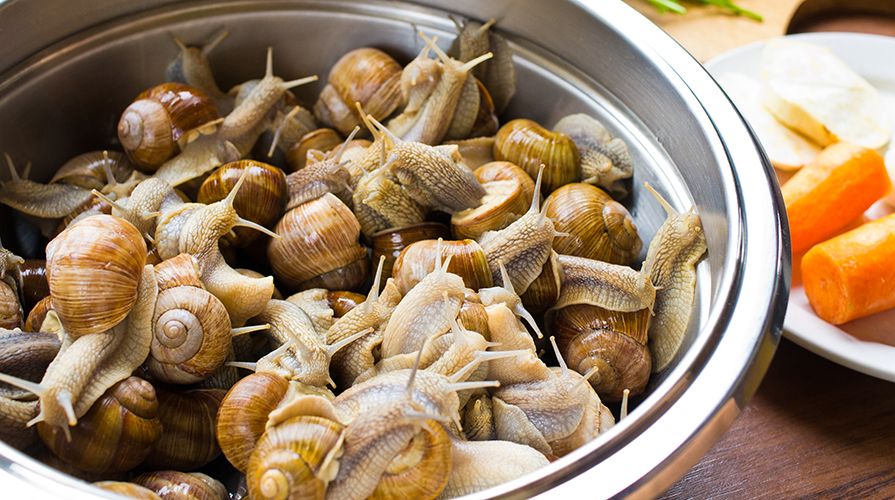 Сбор улиток. Улитка Виноградная escargots. Виноградная улитка ахатина. Улитки ахатины и виноградные. Улитки в духовке.