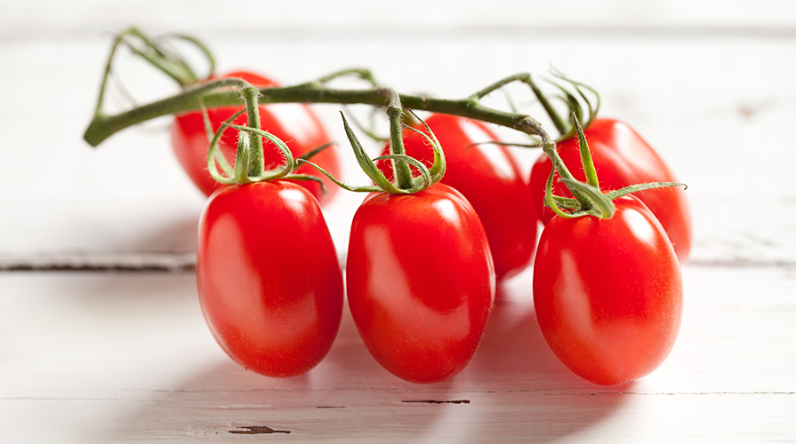 coltiviamo-il-pomodoro