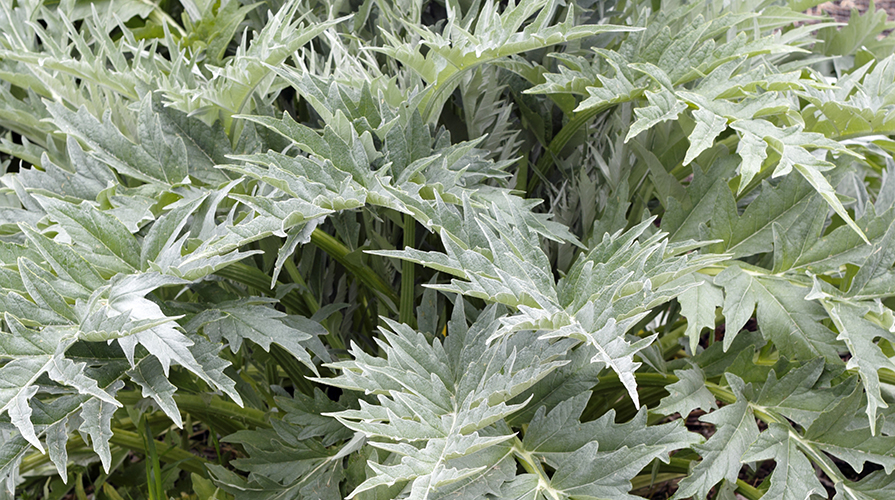 cardo-ortaggi-di-stagione