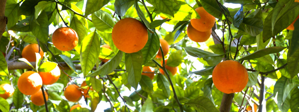 arancia di ribera dop