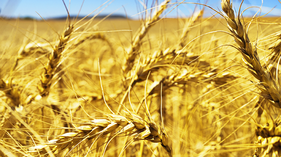 che-ne-sai-tu-di-un-campo-di-grano