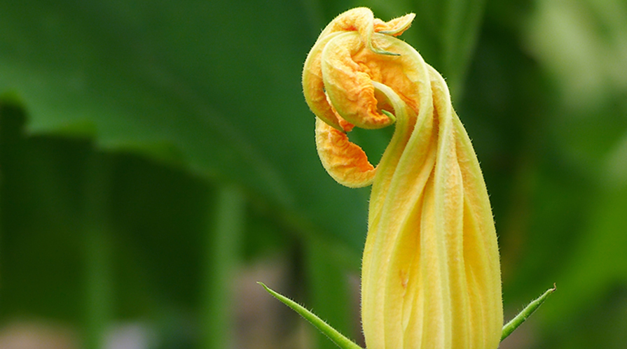 fiori-di-zucca