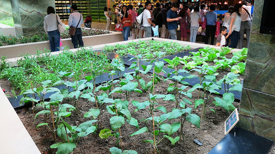 urban-farming