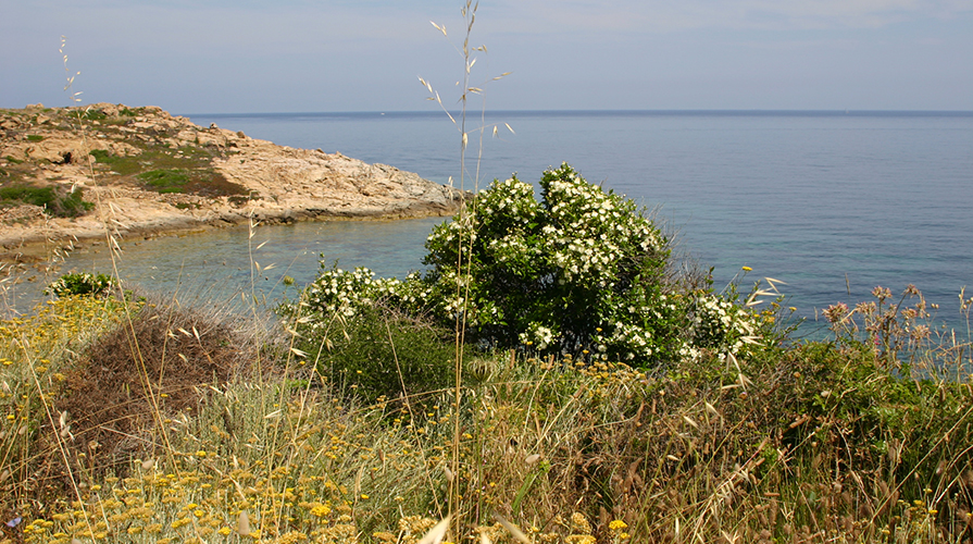 Cluster bio Mediterraneo