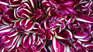 radicchio rosso varietà tardiva