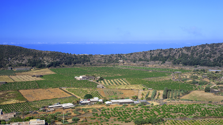 Pantelleria alberelli