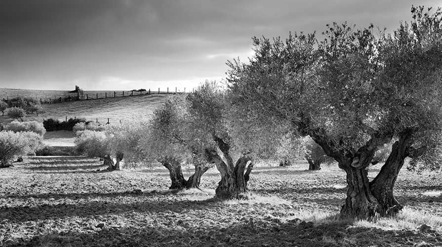 Xylella Fastidiosa