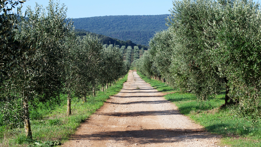 Libera Terra e Altri Progetti