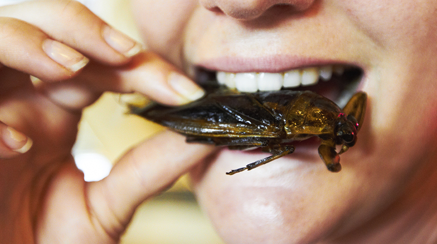 Perché mangiare insetti