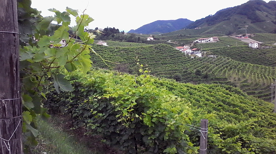 Vitigno Prosecco di Valdobbiadene