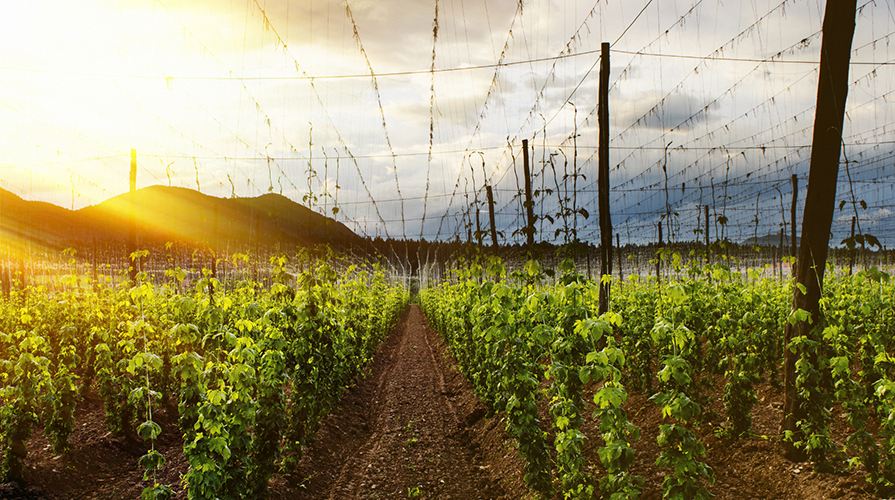 Birra Agricola