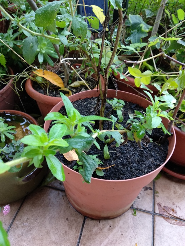 pianta di stevia in vaso