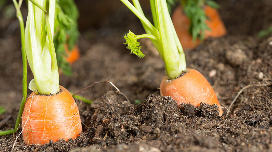 Agricoltura biologica in Italia