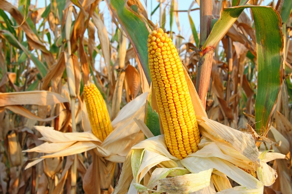 caporalato agricolo