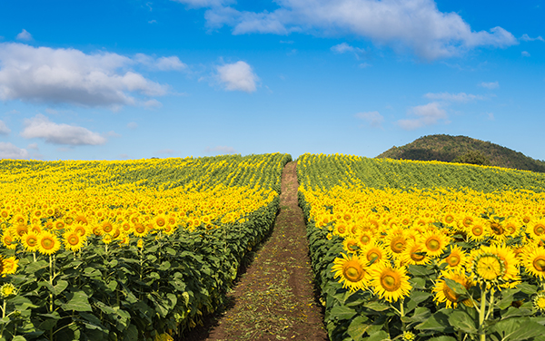 Olio di girasole