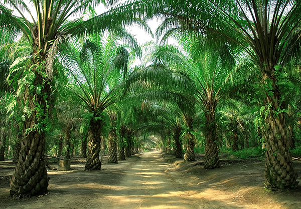 Palma da olio