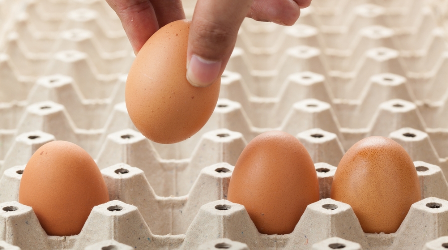 tracciabilità uova
