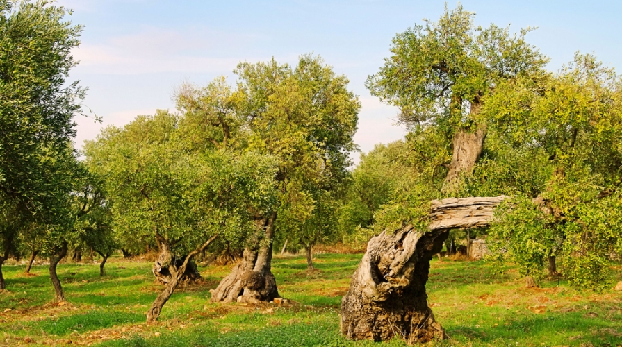 caso xylella fastidiosa