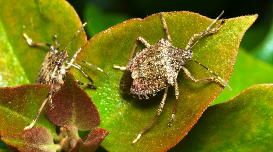 Cimici Asiatiche Ecco Cosa Dicono Gli Esperti