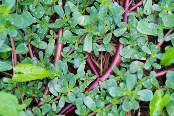 Portulaca Caratteristiche Benefici E Ricette Per Usarla In Cucina