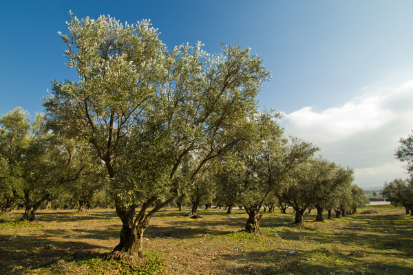alberi olive turchia