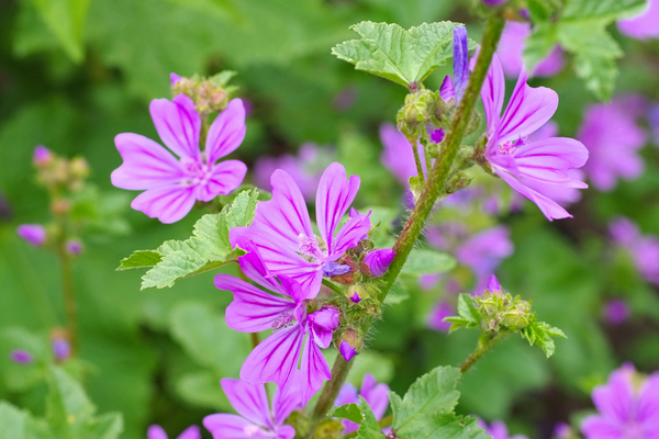 FIORI COMMESTIBILI MALVA - Prodotti per party e caffè