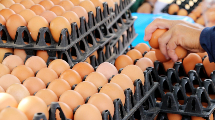 uova contaminate al fipronil